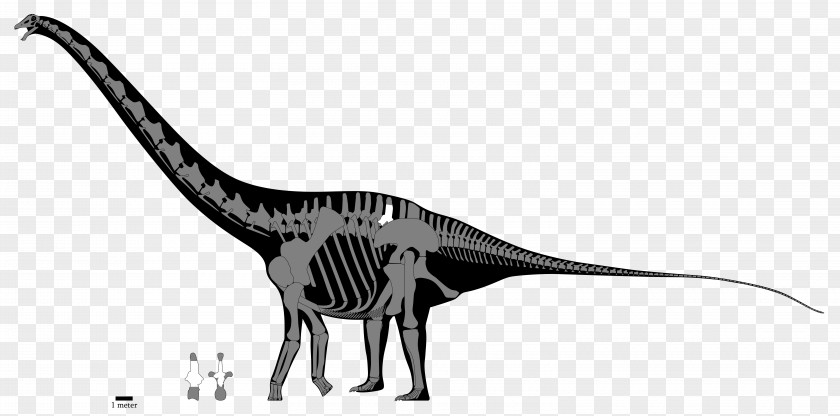 Dinosaur Apatosaurus Diplodocus Tyrannosaurus Argentinosaurus Brachiosaurus PNG