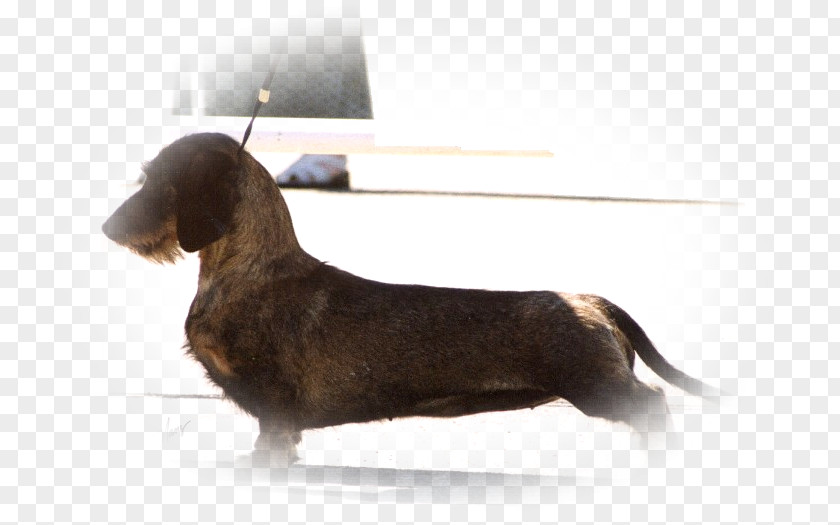 Dog Run Dachshund Drever Breed Snout Kennel PNG