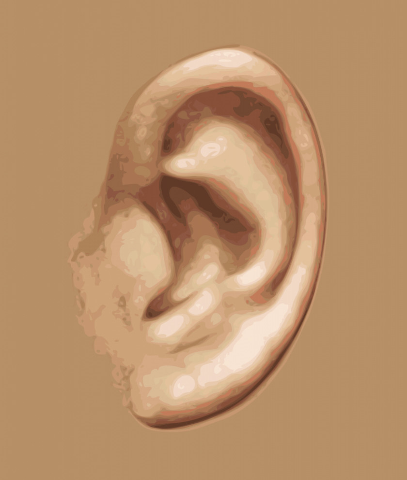Ear Hearing Sense Inner Sensory Nervous System PNG