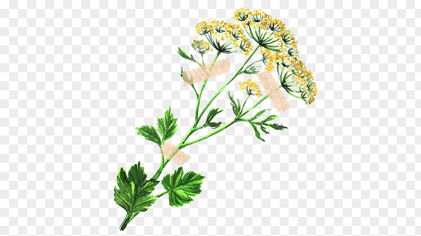 Flower Parsley Fennel Herb Anise PNG