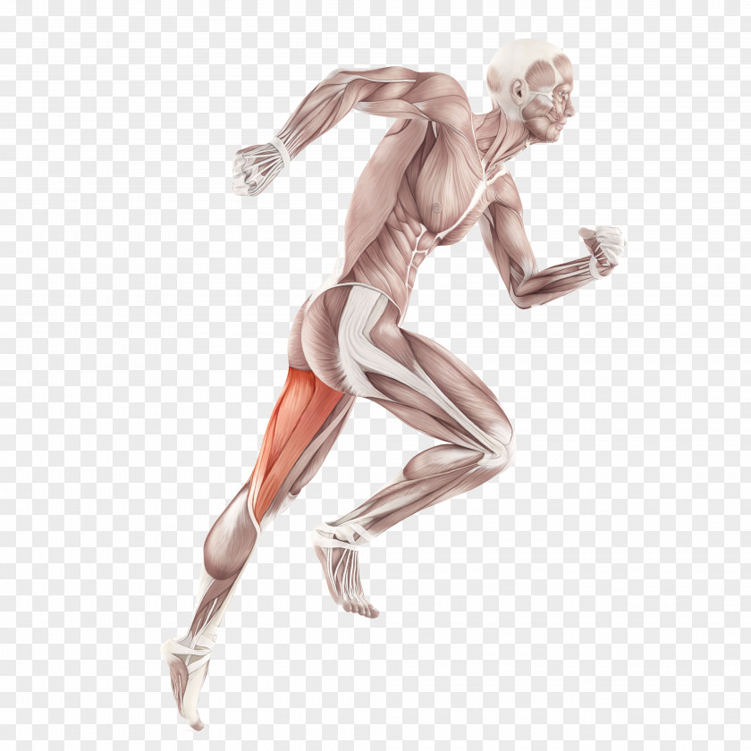 Muscle Skeletal Anatomy Human Body Muscular System PNG