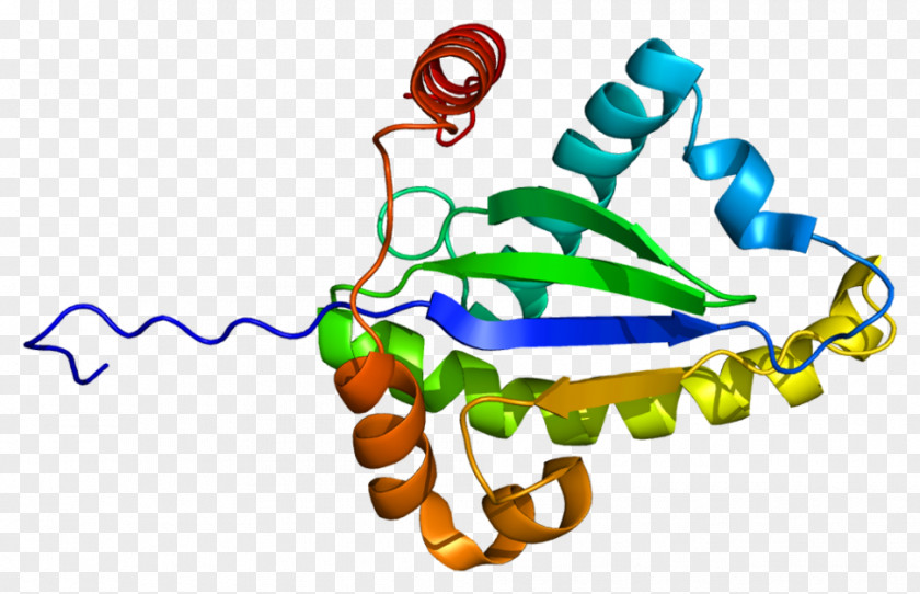Protein Domain TRADD Signal Transducing Adaptor Death TNF Receptor Superfamily Tumor Necrosis Factor Alpha PNG