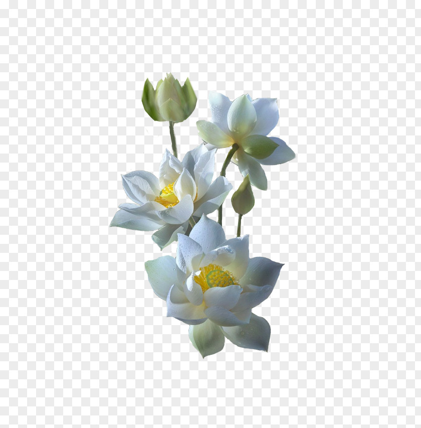 Water Lilies White Nelumbo Nucifera Yellow Lotus Color PNG