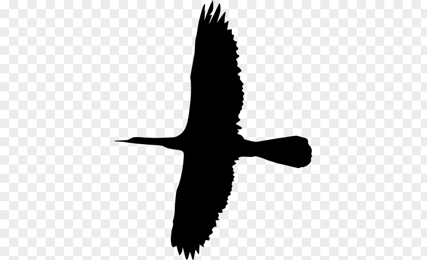 Bird Flight Cygnini PNG