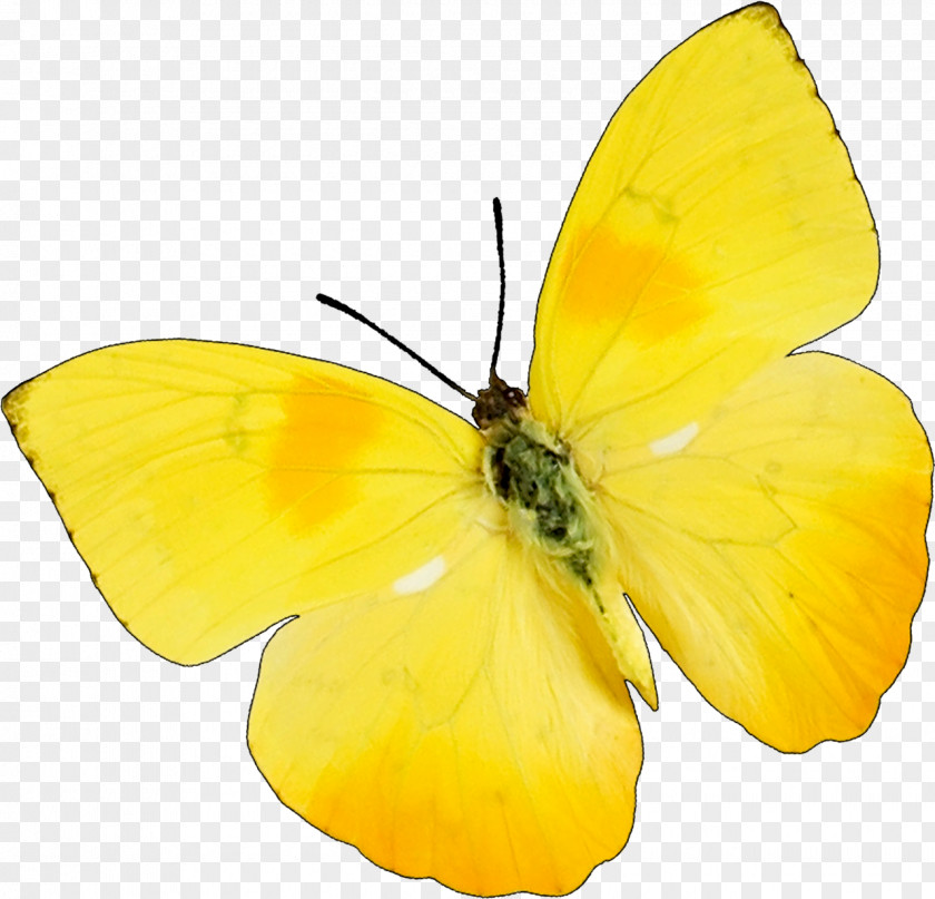 Butterfly Insect Snoopy & Charlie Brown Yellow Clip Art PNG