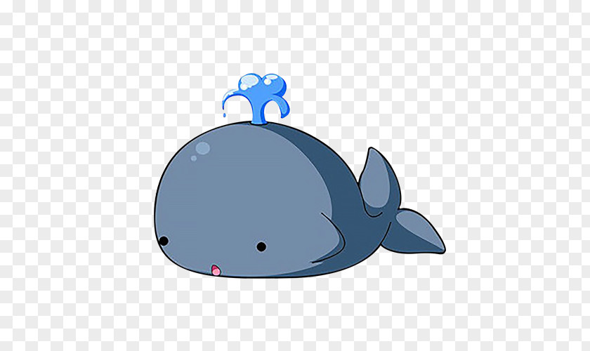 Cartoon Dolphin Baleen Whale PNG