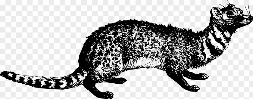 Cat Whiskers Viverrids Raccoon Clip Art PNG