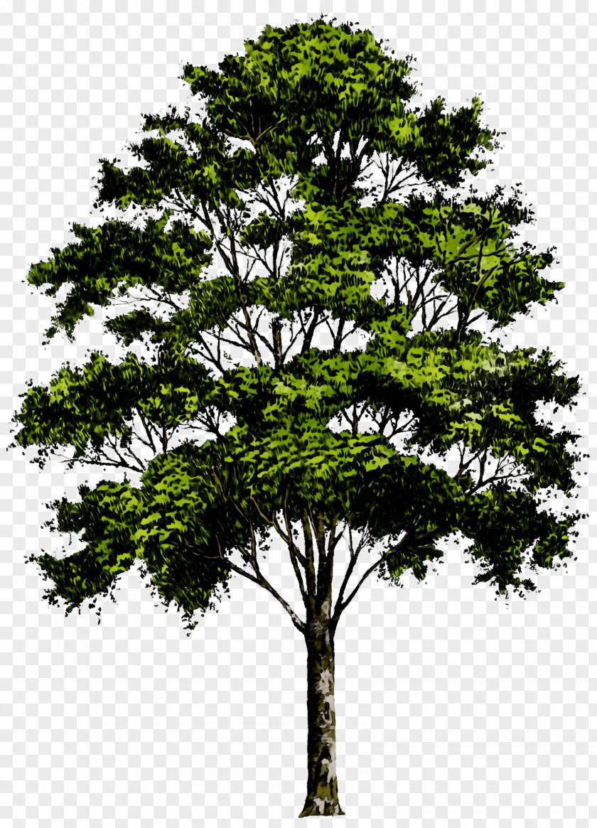 Clip Art Transparency Tree Image PNG