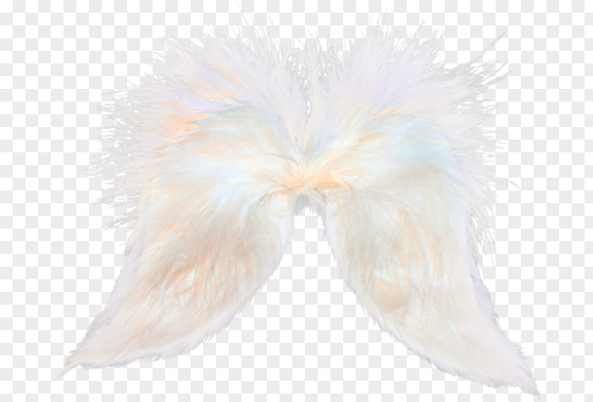 Feather Wing Tail White PNG