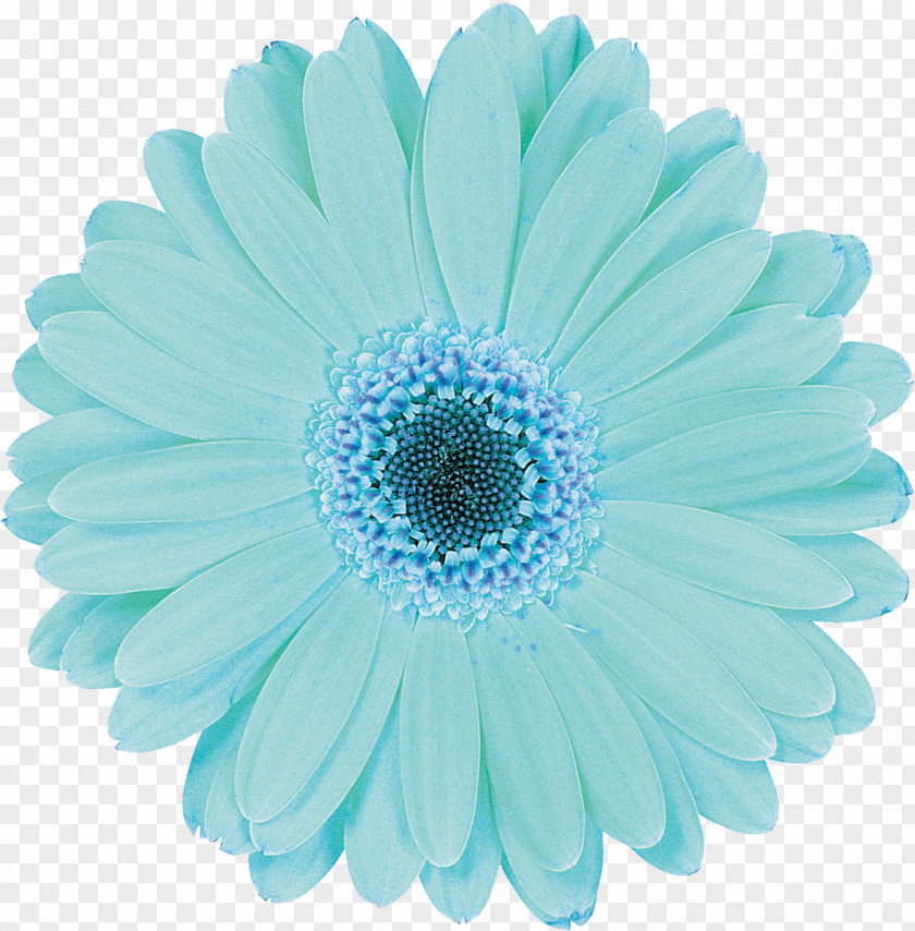 Gerbera Flower Aqua Baby Shower Blue Photography PNG