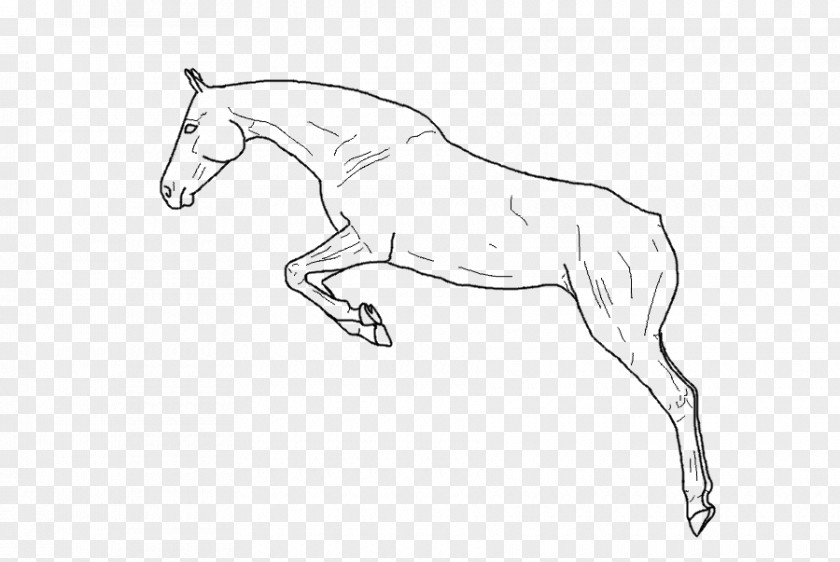 Leaping Clipart Mule Arabian Horse Foal Mustang Stallion PNG