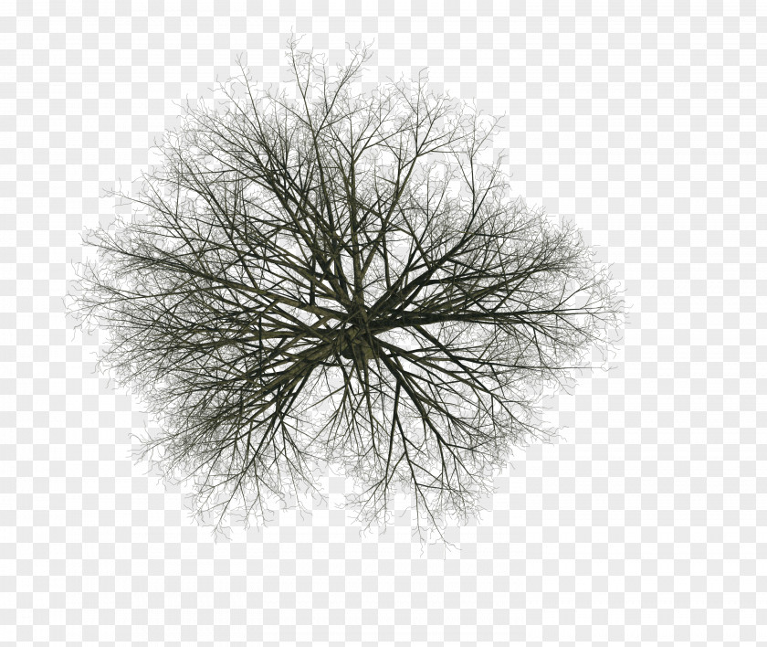 Look Tree Woody Plant Branch Twig Aufsicht PNG
