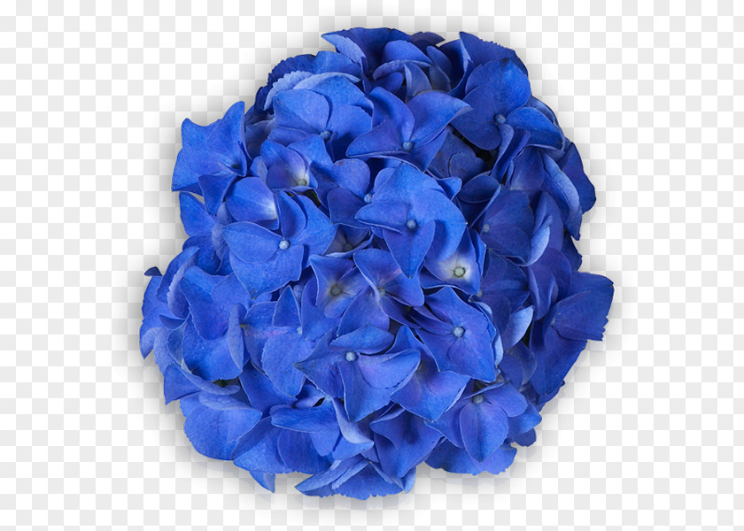 BLUE Hydrangea Hydrangeaceae Cut Flowers Petal PNG