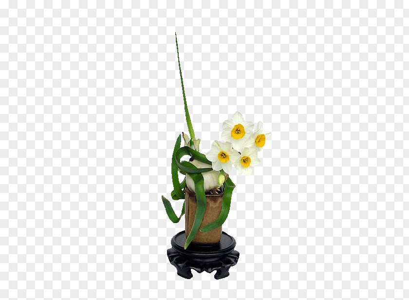 Daffodils Bunch-flowered Daffodil Amazon Lily Bulb Sina Corp Amaryllidaceae PNG