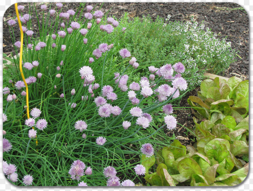 Herb Garden Chives Groundcover Herbaceous Plant Annual Lawn PNG