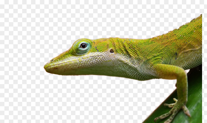 Lizard Frilled-neck Reptile Desktop Wallpaper Cat PNG
