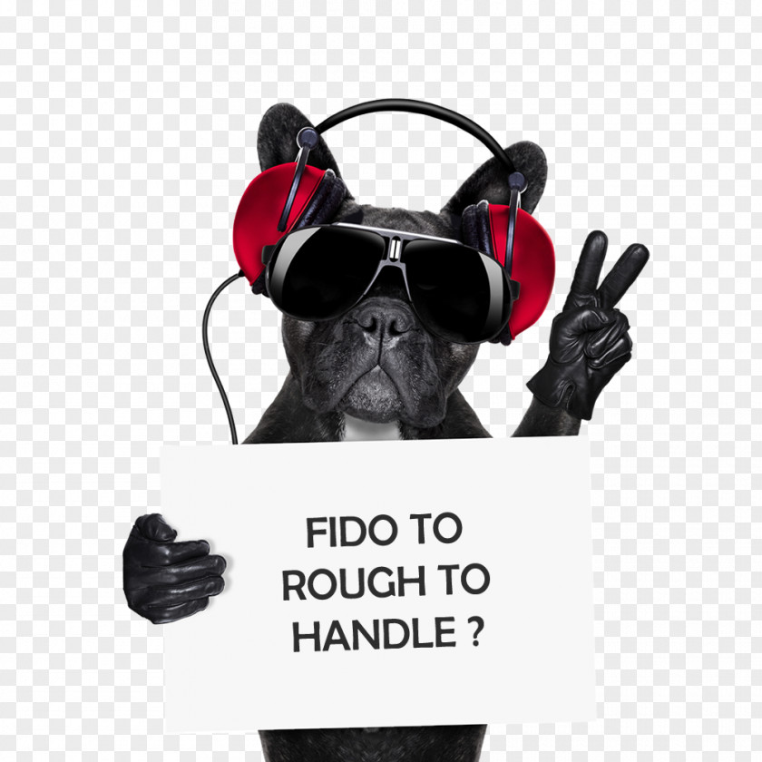 Medicated Bath French Bulldog Stock Photography Puppy Disc Jockey PNG