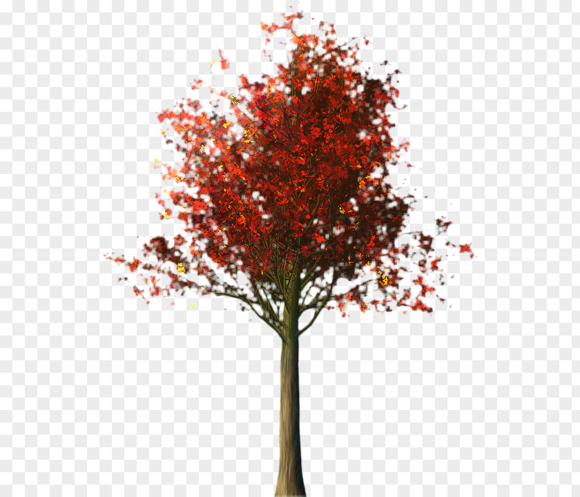 Plane Trunk Red Maple Tree PNG