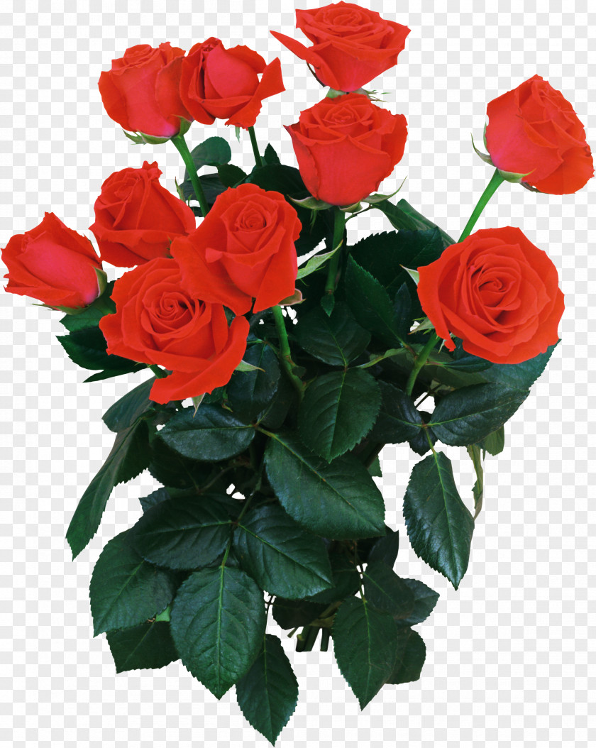 Rose Garden Roses Flower Bouquet Moscow PNG