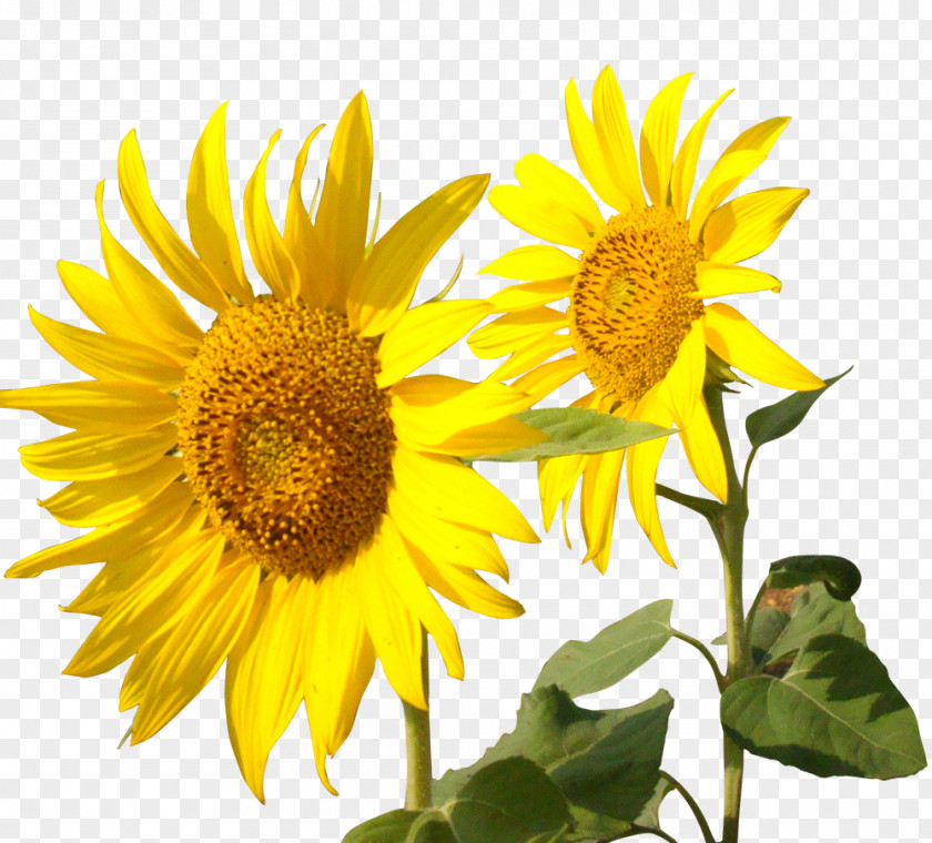 Sunflower Common Tmall PNG