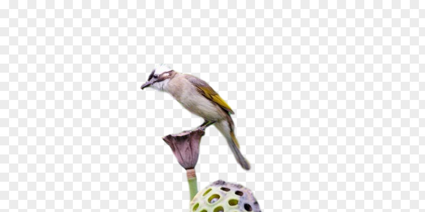 Birds Finches Beak Meter Biology PNG