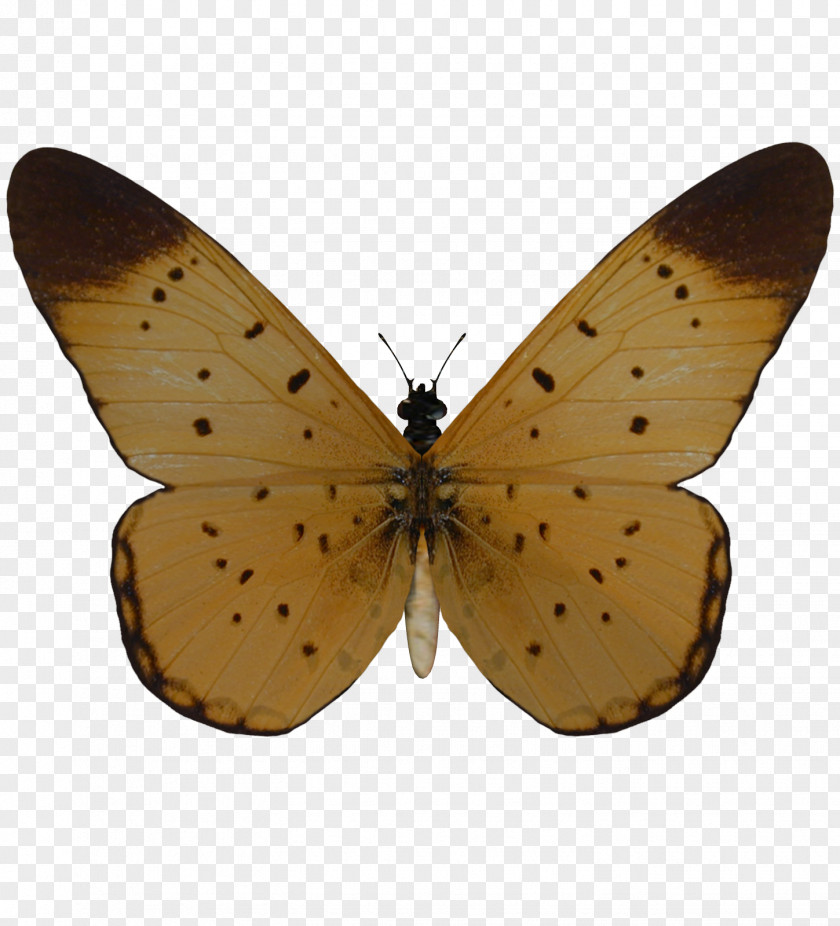 Butterfly Transparency And Translucency Moth PNG