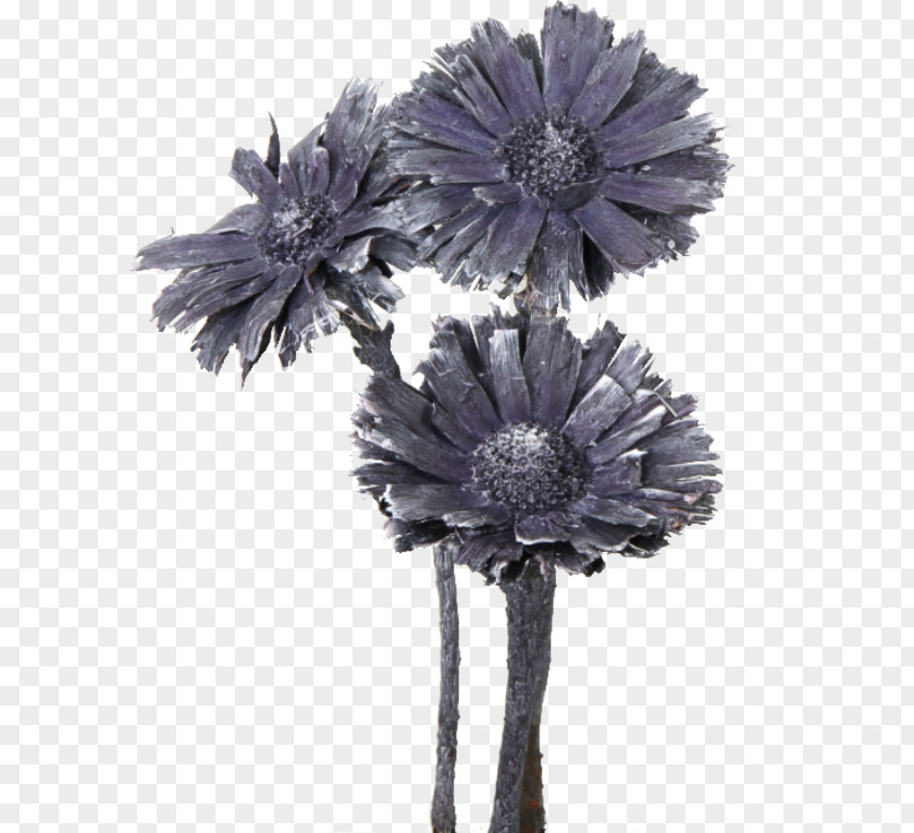 Flower Sugarbushes Cut Flowers Protea Compacta Rosette PNG