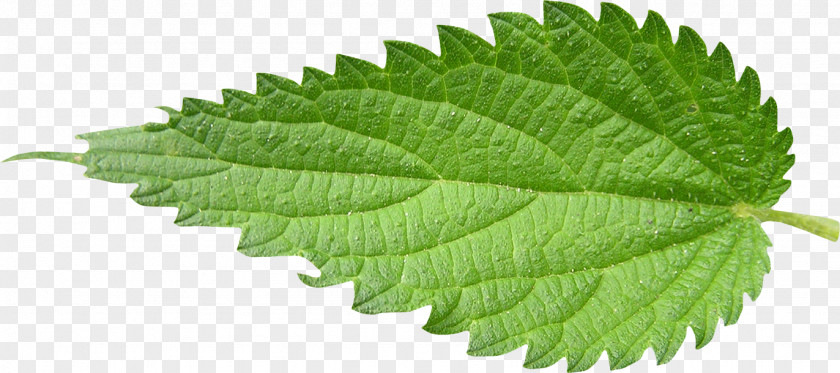Mint Leaf Nettles Abscission .de Natural Environment PNG