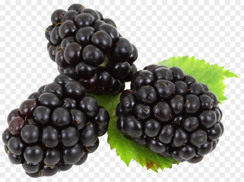 Blackberry Boysenberry Frutti Di Bosco Clip Art PNG