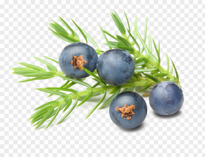 Blueberries Gin Juniper Berry Essential Oil Common PNG