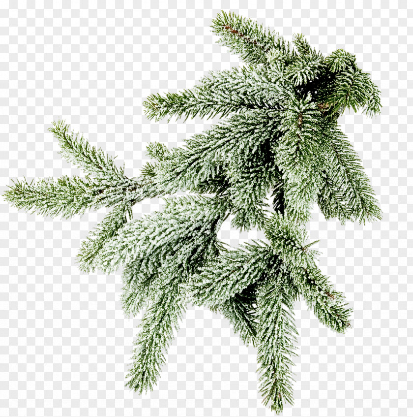 Columbian Spruce Shortleaf Black White Pine Yellow Fir Tree PNG