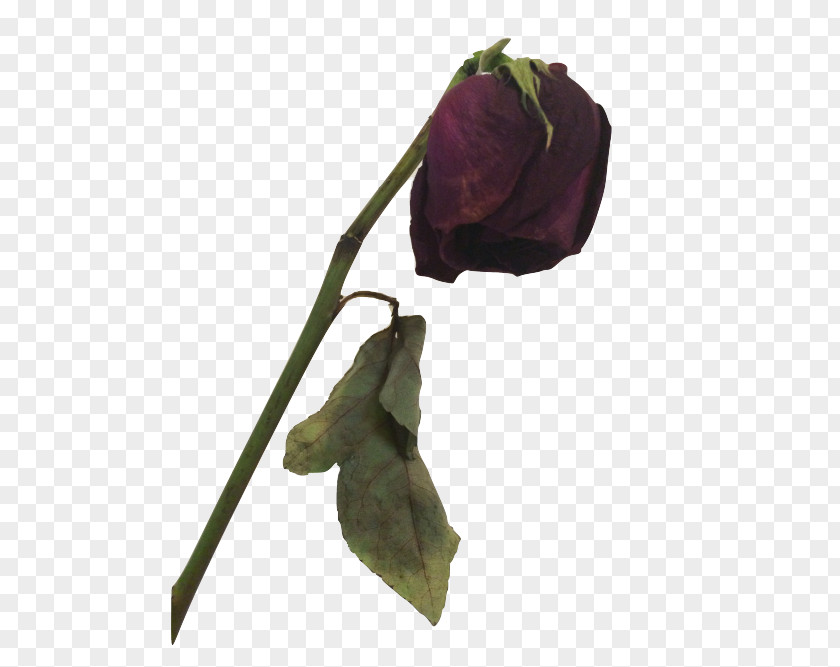 Dead The Covered Amazon.com Death Flower Rose PNG