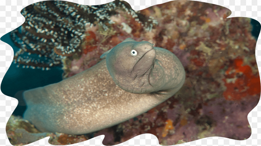Fish Mabul Island Sipadan Moray Eel Giant PNG