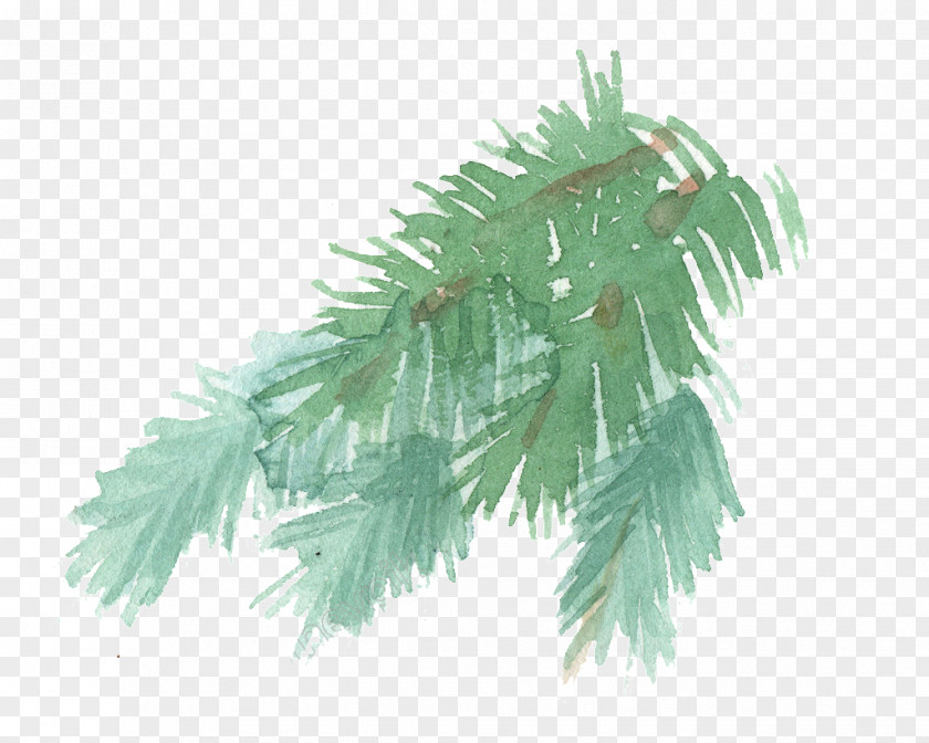 Leaf Fir Pine Watercolor Painting Image PNG