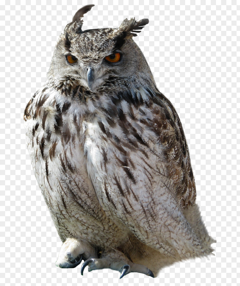 Owl Great Horned Clip Art PNG