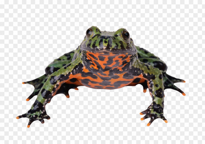 Spotted Frog Reptile Cellular Respiration Energy Molecule PNG