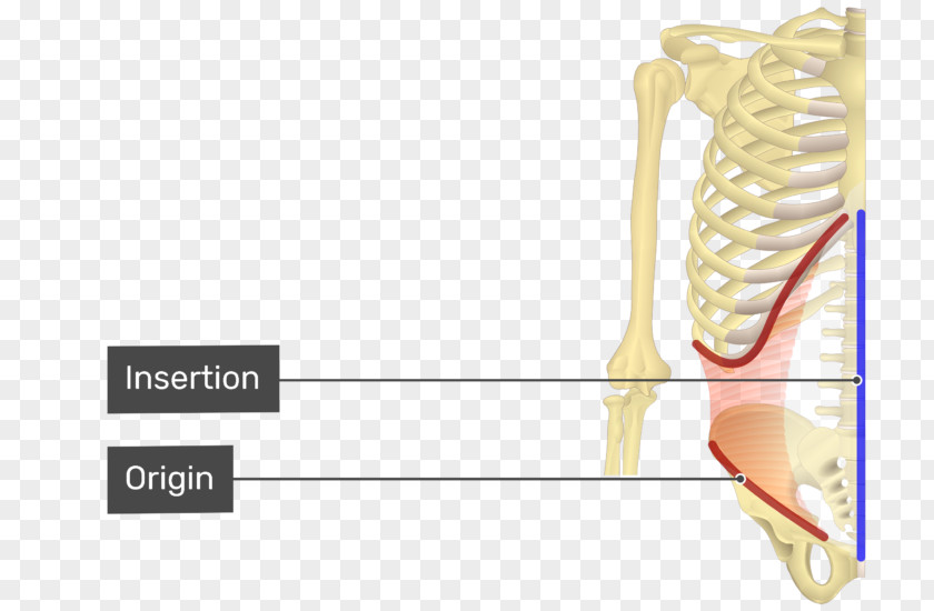 Abdominal Internal Oblique Muscle External Origin And Insertion Transverse PNG