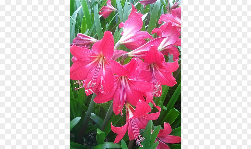 Amaryllis Belladonna Crinum Family Shrub PNG