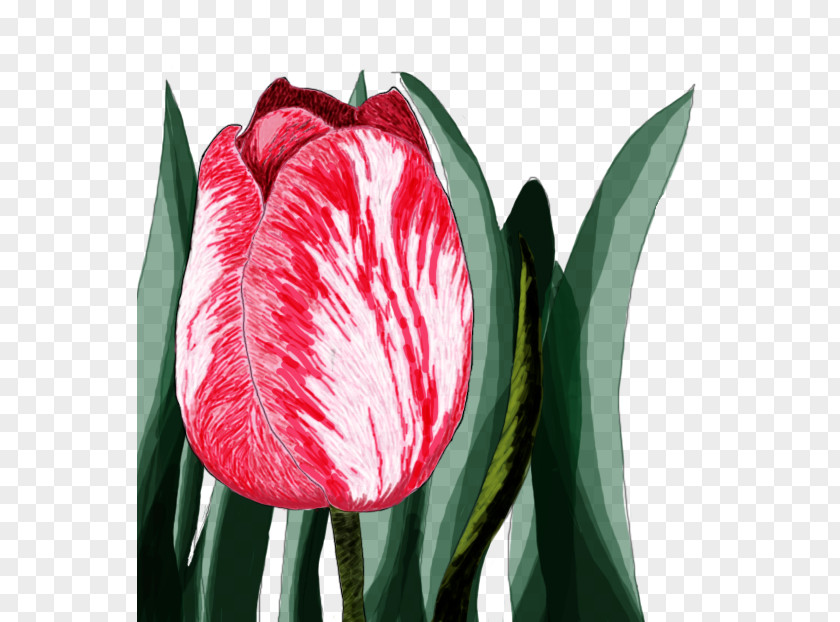 Digital Watercolor Cut Flowers Flowering Plant Tulip PNG