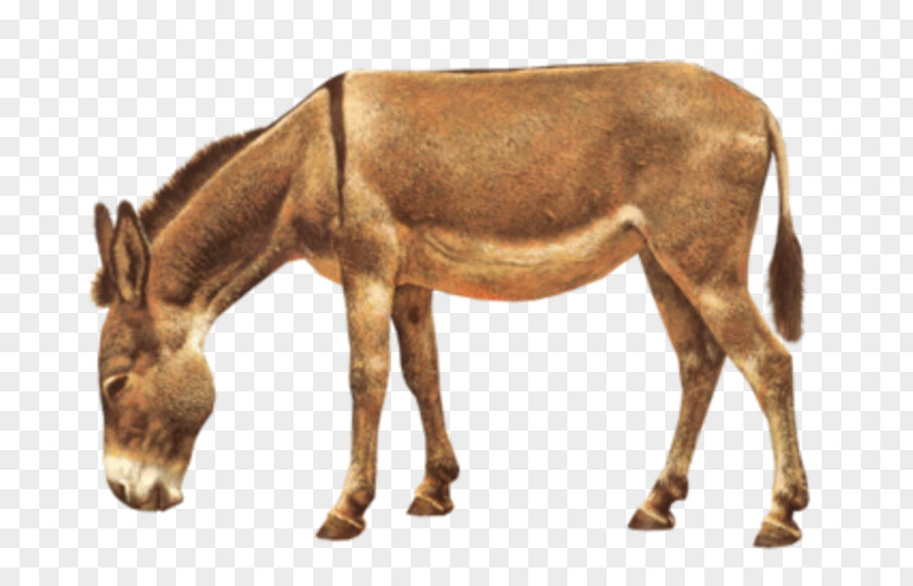 Donkey Horse Âne Aasi PNG