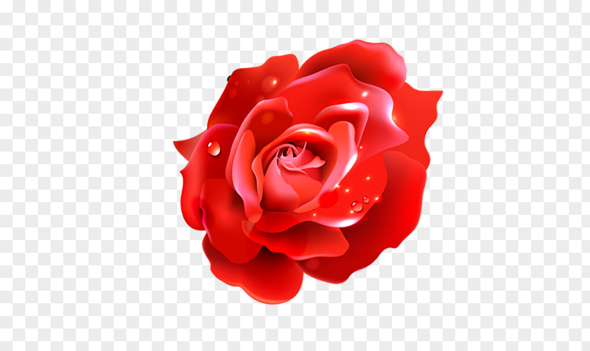 Rose Flower Balloon Red PNG