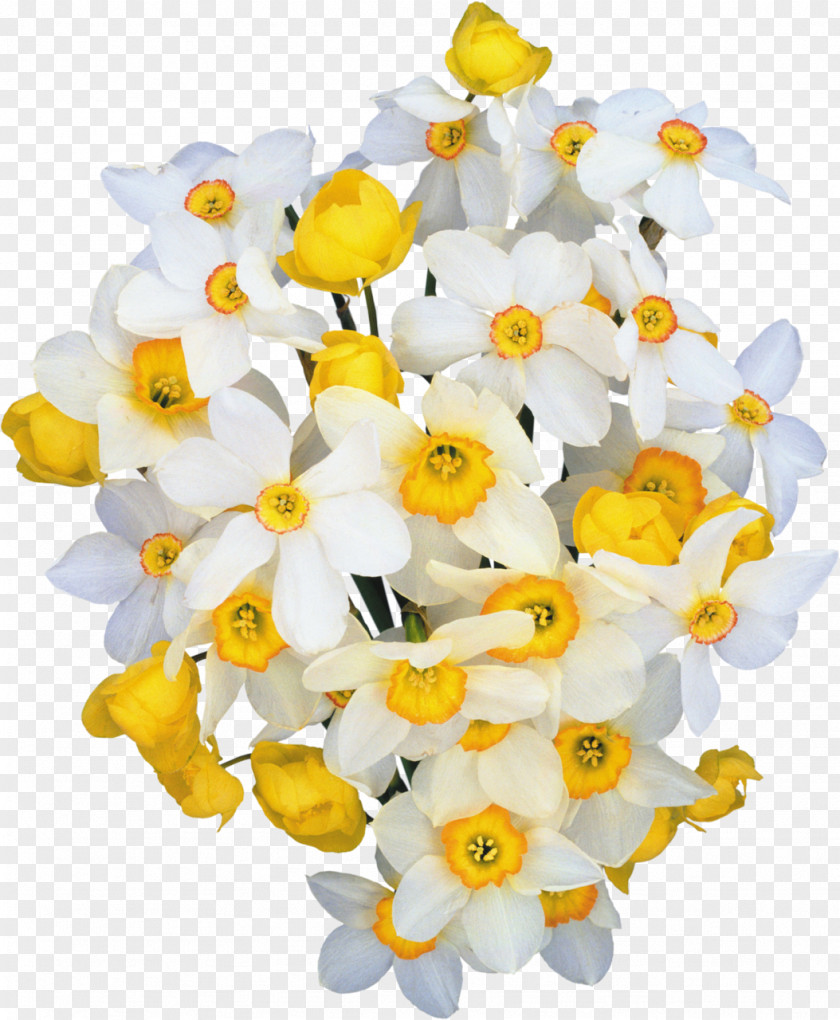Wedding Flower Daffodil Clip Art PNG