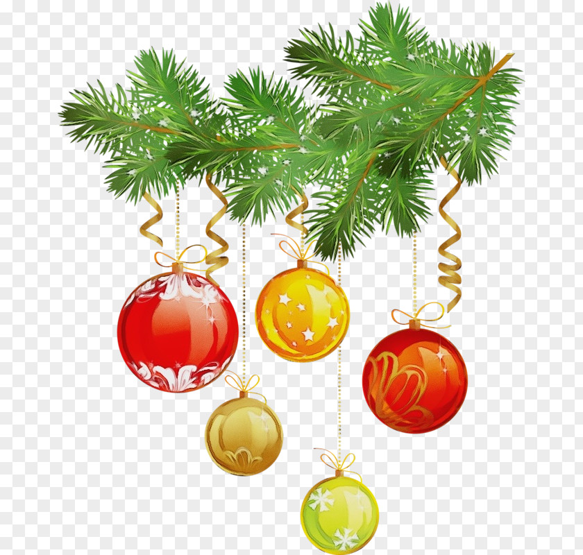 Woody Plant Fir Christmas Tree PNG
