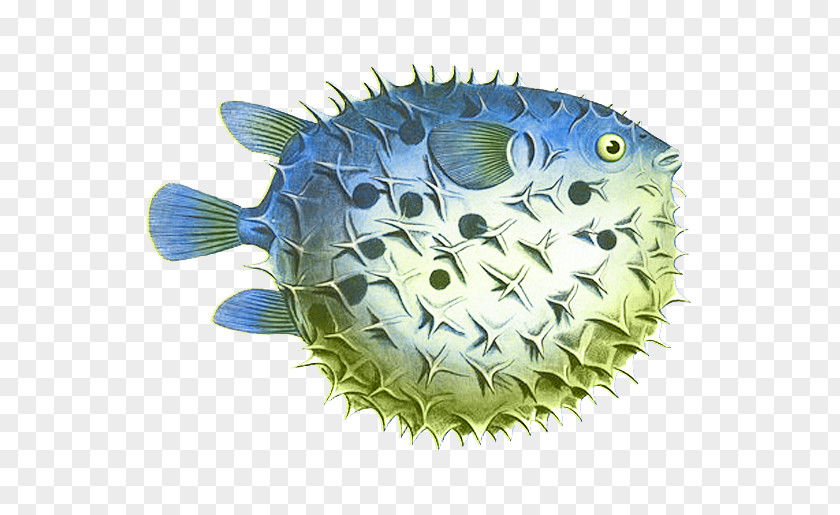 Fishing Pufferfish Throw Pillows Spot-fin Porcupinefish PNG