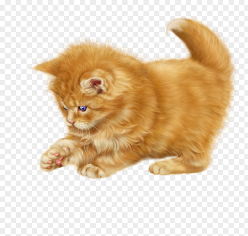 Fur British Semilonghair Kitten Cartoon PNG