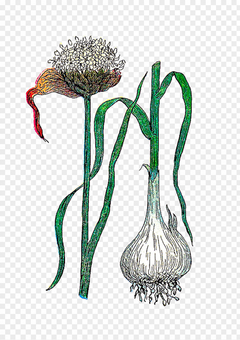 Garlic Plant Botanical Illustration Flower Botany PNG