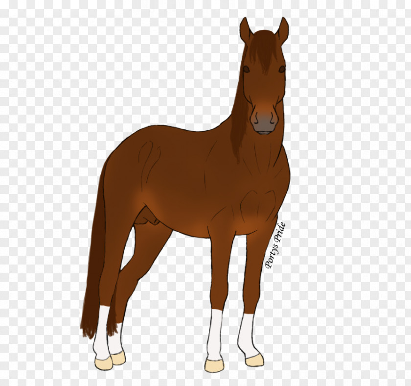 Mustang Foal Stallion Mare Colt PNG