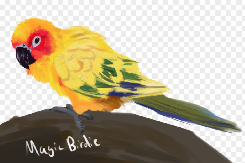 Parrot Lovebird Loriini Conure PNG