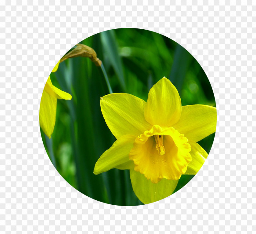 Daffodil Narcissus Pseudonarcissus Flower Embryophyta Yellow PNG