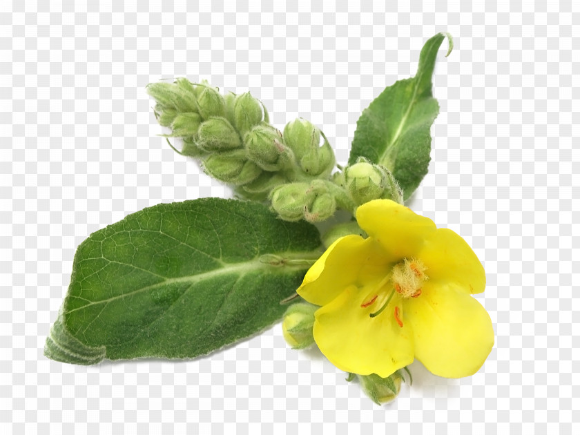 Jojoba Oil Mullein Pharmaceutical Drug Herb Chronic Obstructive Pulmonary Disease Plant PNG